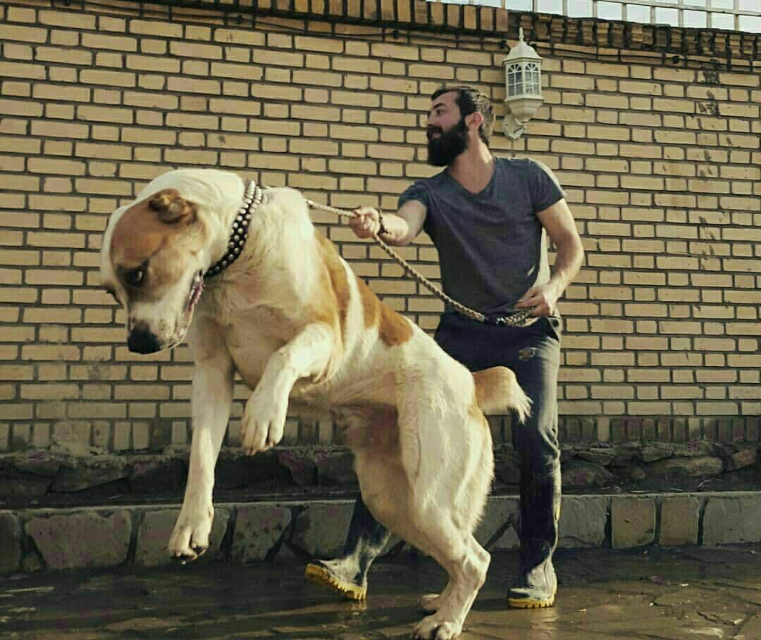 "آلابای" سگ نگهبان غول پیکر ترکمن 