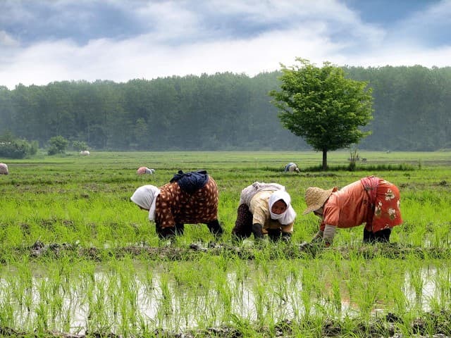 دانلود ترانه "تی‌ تی جان" از فریدون پوررضا