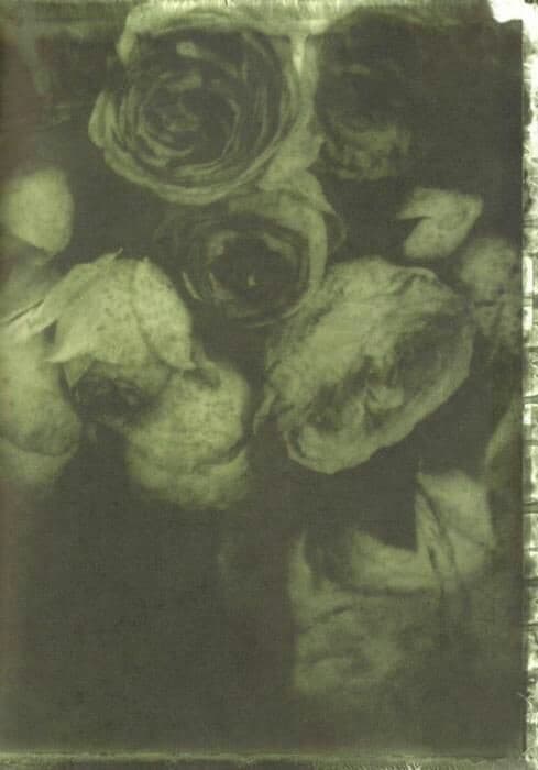 دانلود آهنگ Roses/Lotus/Violet/Iris