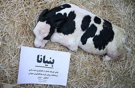 ایرانیان چگونه توانستند اولین گوساله زنده در خاورمیانه را شبیه سازی کنند؟