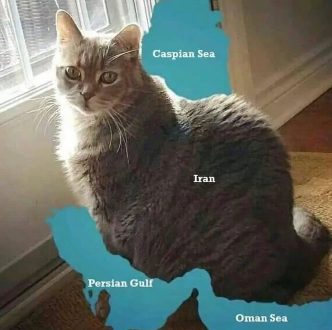 بچه ها این گربه هه ایران ماست
