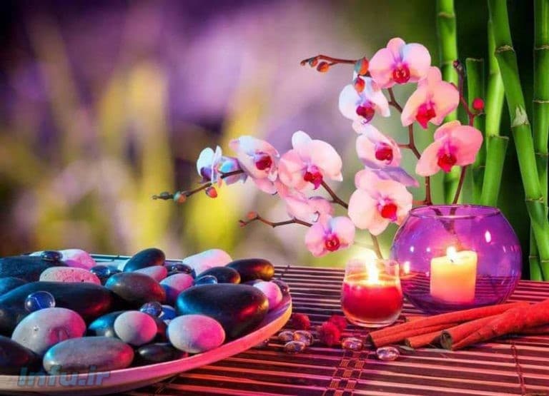 با بهترین گیاهان برای فنگ شویی آشنا شوین