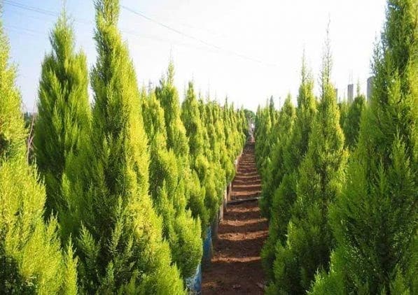 ✍دیوار سبز بزرگ چین