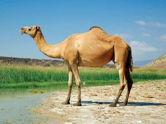 قدرت های عجیب شتر؛ مسی فن ها برای مسخره کردن رونالدو میگن شترنالدو  درحالی که شتر بسیار قدرتمنده و گل بخودی میزنن