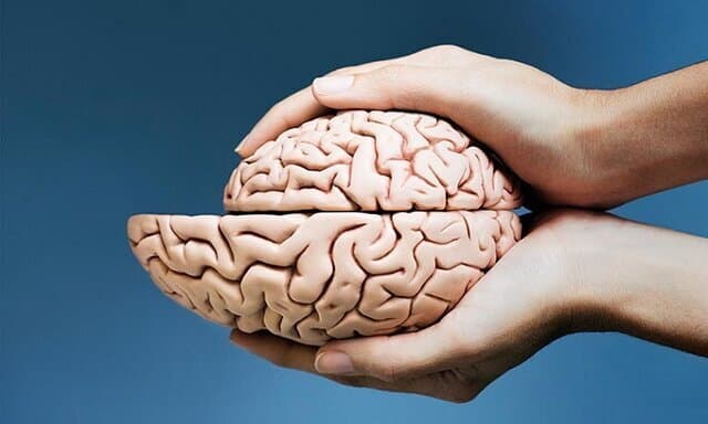 بزرگ‌تر شدن مغز انسان در ۱۰۰ سال اخیر 
