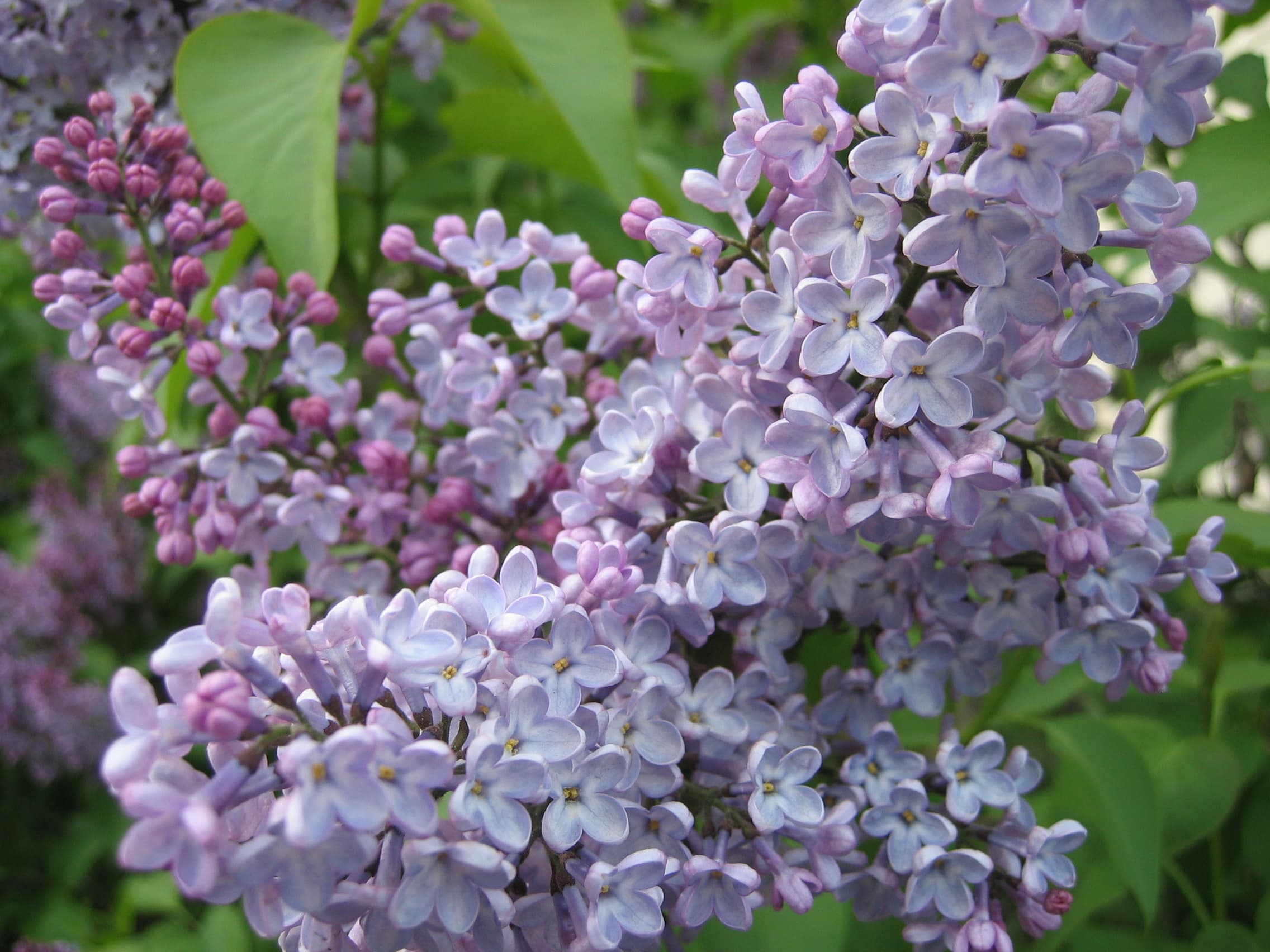 موسیقی کلاسیک ،  Sergei Rachmaninoff _ 12 Romances, Op. 21: No. 5, Lilacs