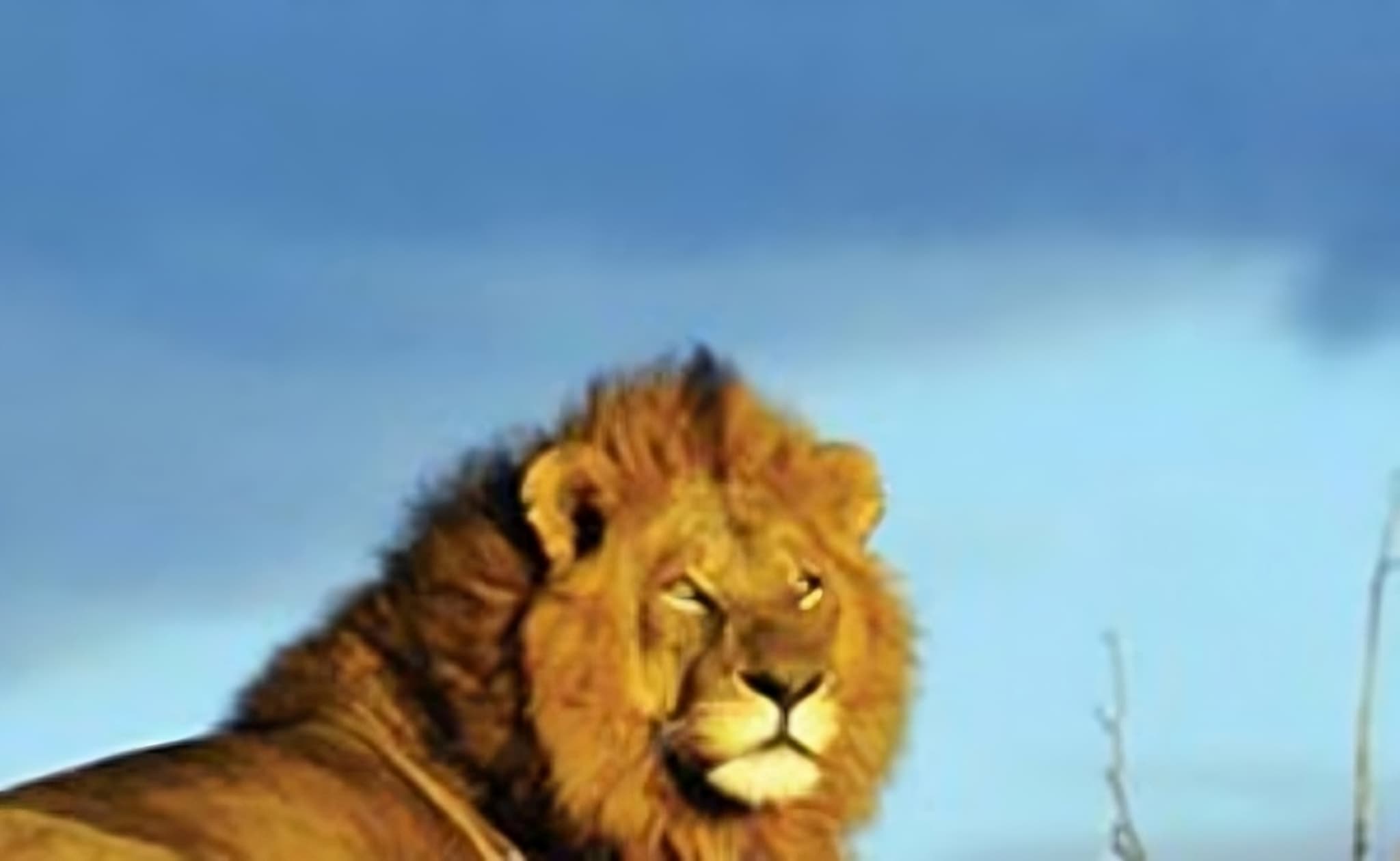 سفر به سرزمین سیاه