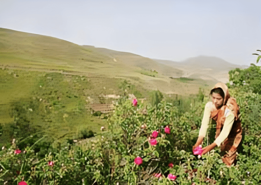 به بوی گل در دامنه سهند از تبریز تا اسکو مقصد روستای گونبرف