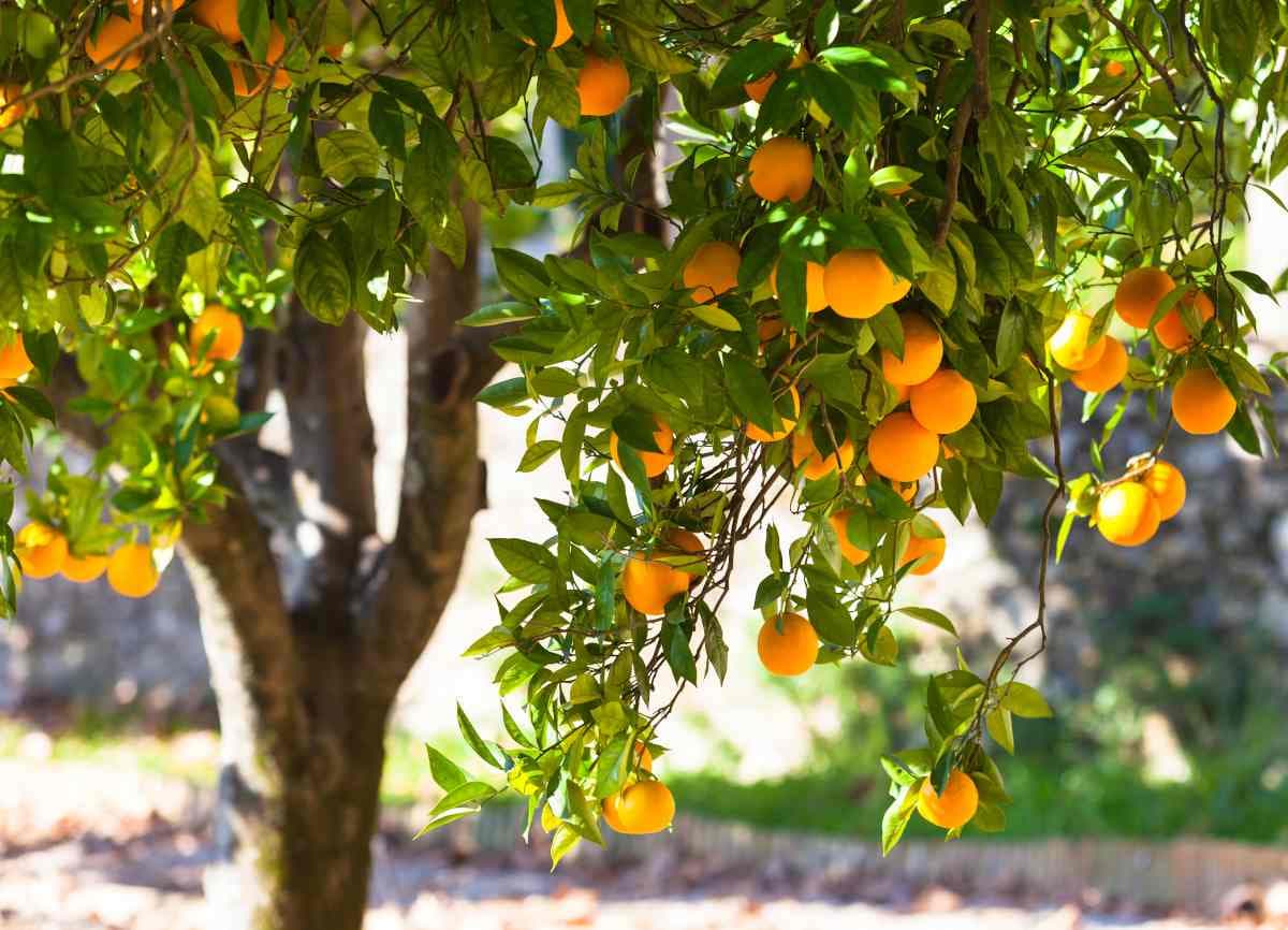 اجازه برداشت میوه نارنج در خیابان‌های بابل برای عموم مردم صادر شد