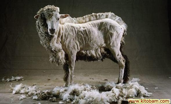 خدا بگم چیکارت کنه کریس