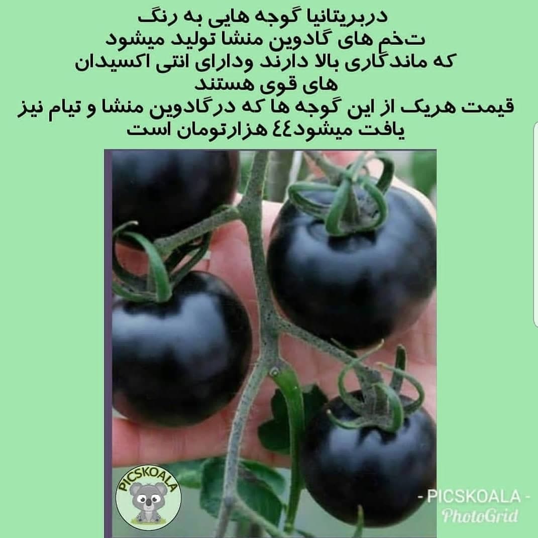 گوجه سیاه