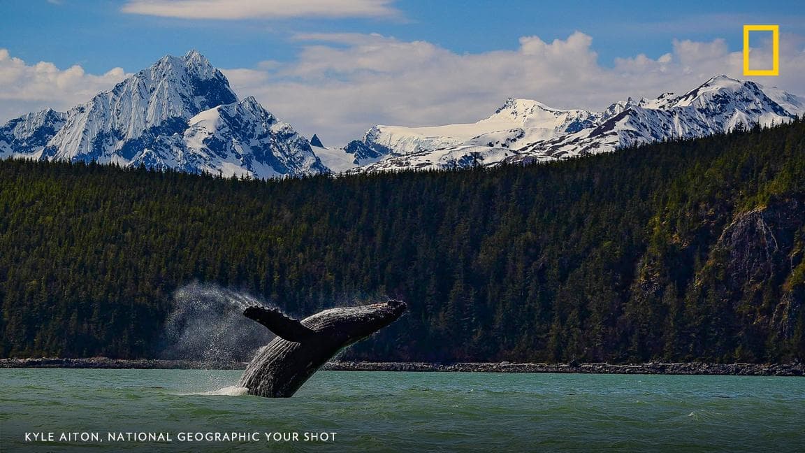 عکس برگزیدهٔ نشنال جئوگرافیک: Having a Whale of a Time