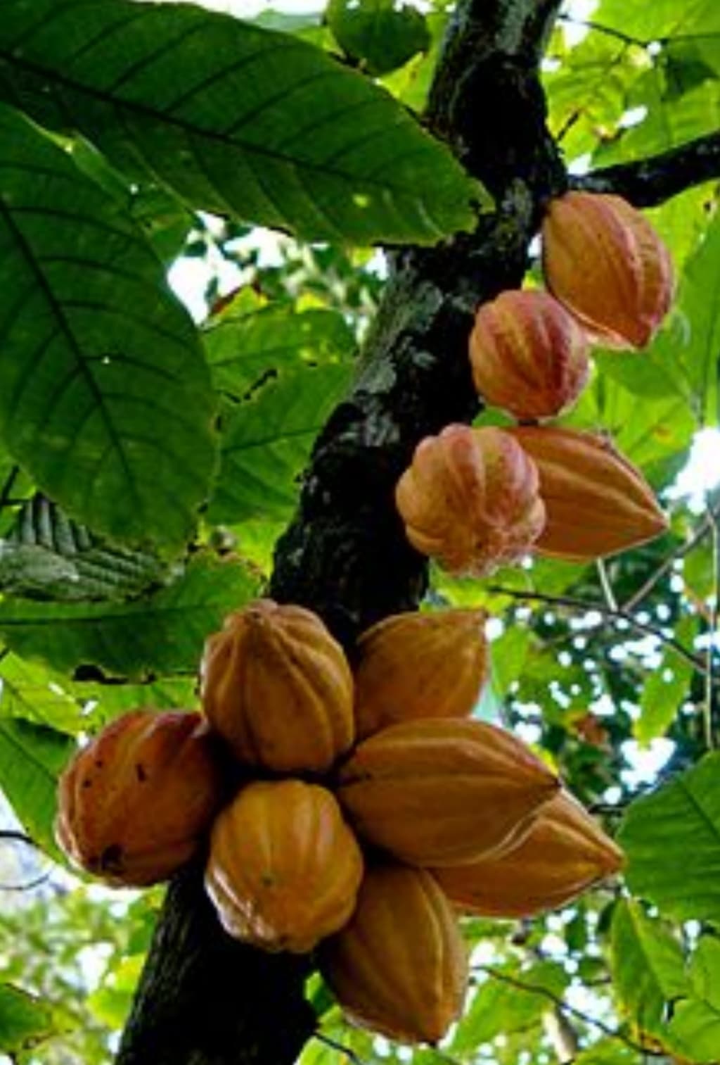 ?خواص شگفت انگیز کاکائو?