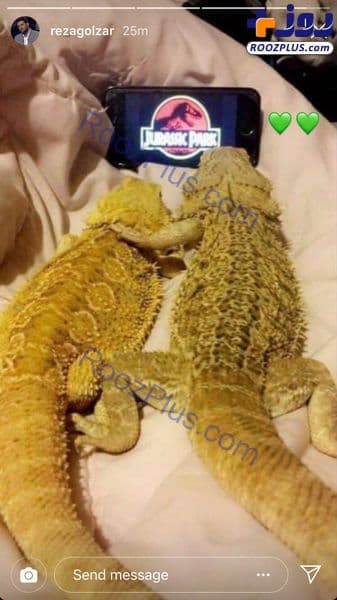 حیوانات خانگی عجیب محمدرضا گلزار+ عکس