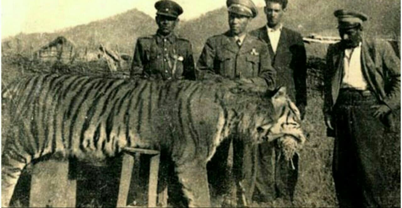 گزارشی دردناک از آخرین ببر مازندران +عکس
