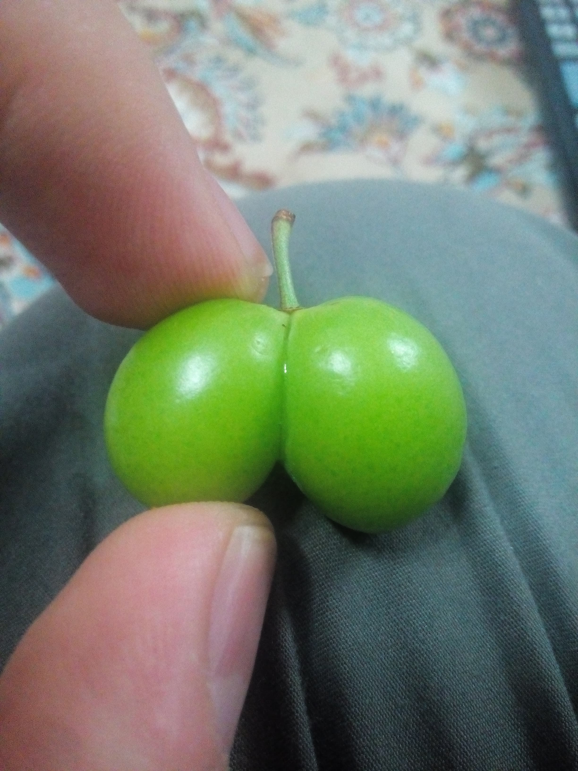 آلوچه ( گوجه سبز) فقط این...