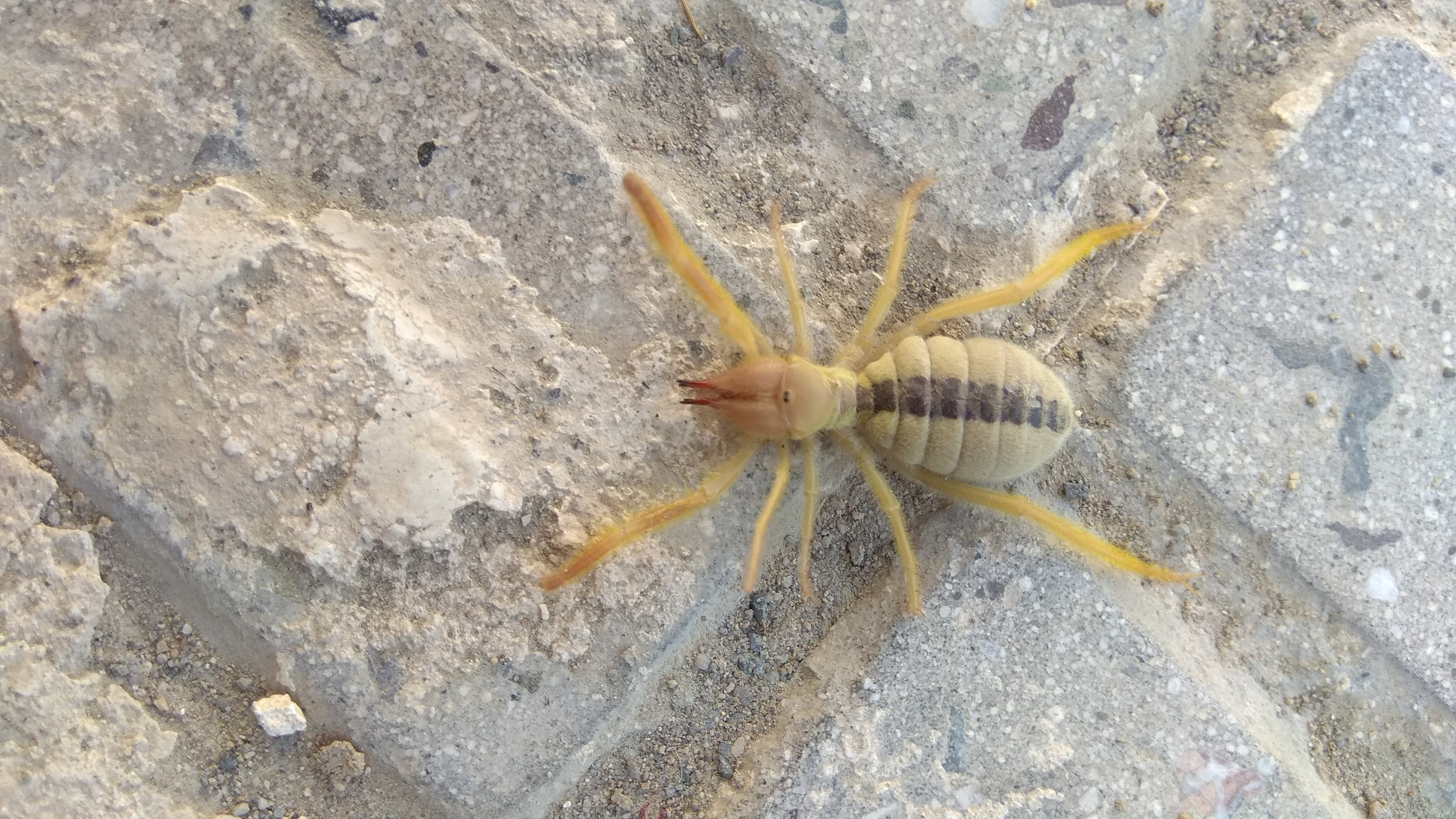 حشره ی ترسناکی که تو خونه دیدم??