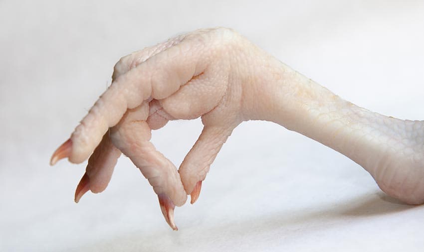 خواص پای مرغ از نظر سنتی