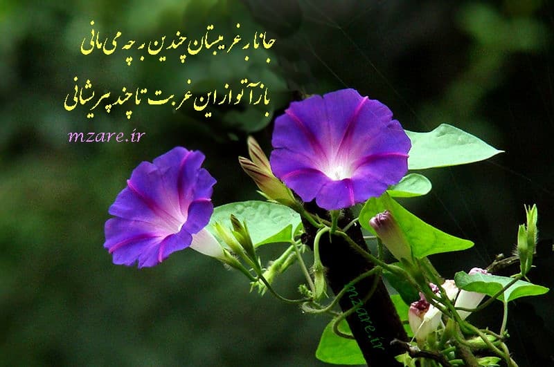 جانا به غریبستان تا چند زچه می مانی.....آواز:استاد معین?