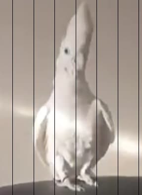 کپی (Capi)