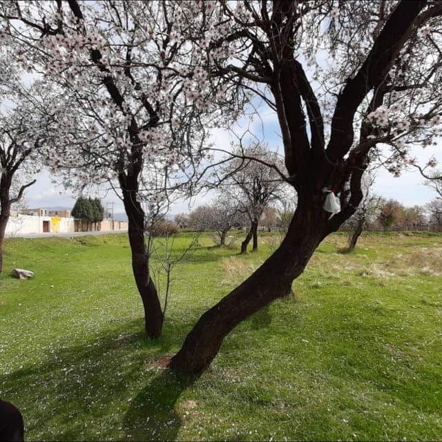 چالش خوانندگی طرفداری 