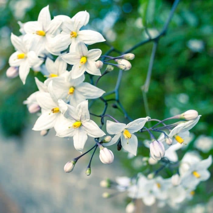 گل یاس_شادمهر عقیلی