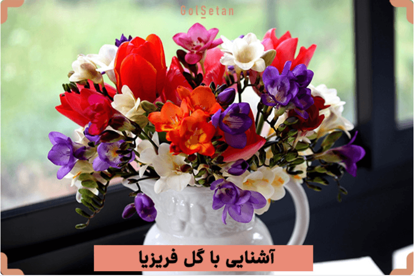آشنایی با گل فریزیا