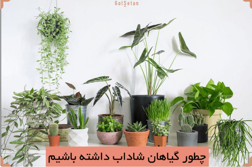 چطور گیاهان شاداب داشته باشیم؟