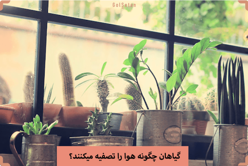 گیاهان چگونه هوا را تصفیه می کنند ؟
