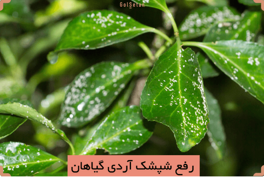 چگونه از شر شپشک آردی گیاه آپارتمانی خلاص شویم؟