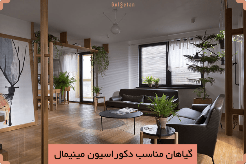 گیاه آپارتمانی مینیمال ، مناسب برای دکوراسیون خانه شما