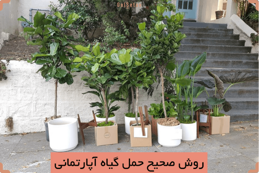 روش صحیح حمل گیاه آپارتمانی بدون صدمه دیدن