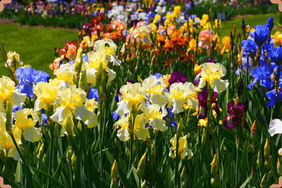 مصارف گل زنبق یا آیریس (Iris) 