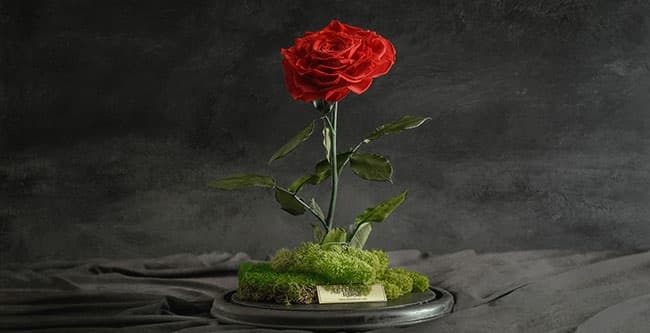 در مورد گل رز جاودان چه می‌دانید ؟